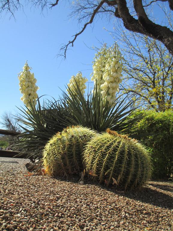 Tubac Country Inn Esterno foto